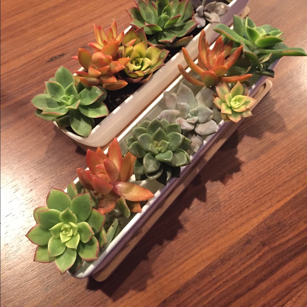 Succulent planter - Picture 1 of 3